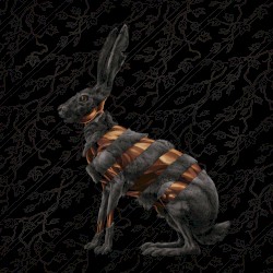 Jackrabbit